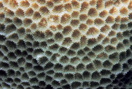 CotW: Goniastrea minuta