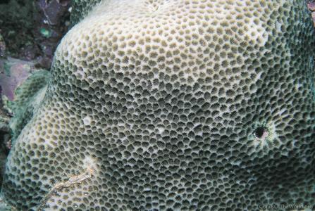 CotW: Goniastrea minuta