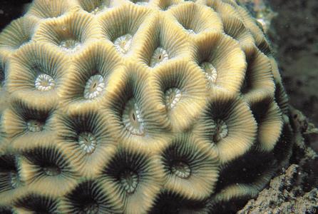 Goniastrea palauensis