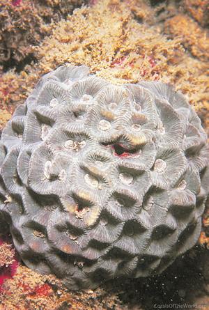 CotW preview: Goniastrea palauensis