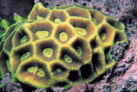 CotW: Goniastrea palauensis