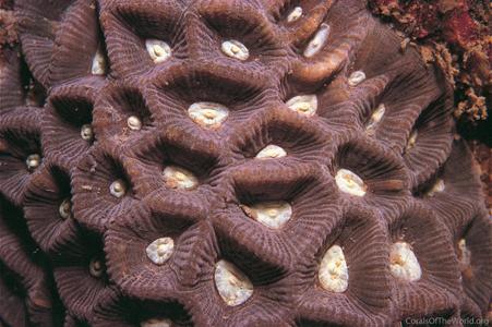 CotW: Goniastrea palauensis