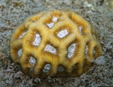 CotW: Goniastrea palauensis