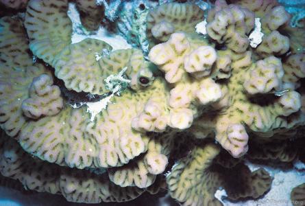 CotW: Goniastrea pectinata