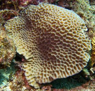 CotW: Goniastrea pectinata