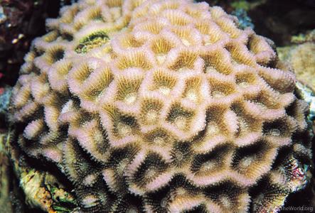 Goniastrea peresi