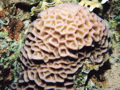 CotW: Goniastrea peresi