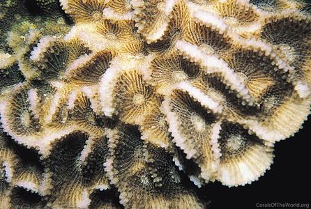 CotW: Goniastrea peresi