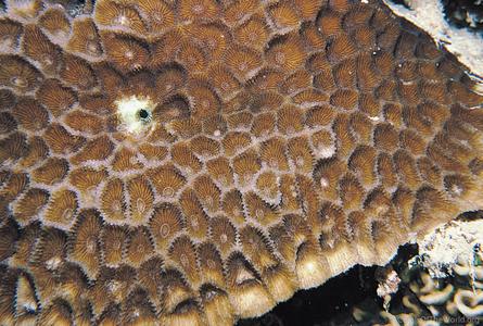 CotW: Goniastrea peresi