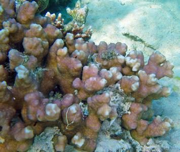 CotW: Goniastrea ramosa