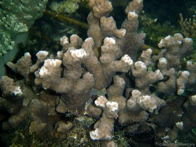 CotW: Goniastrea ramosa