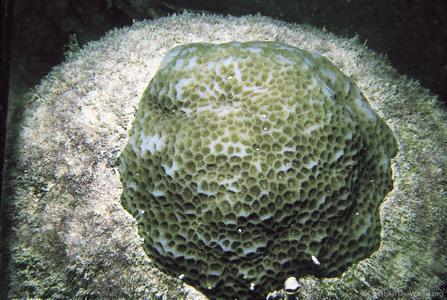 CotW preview: Goniastrea retiformis