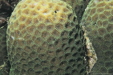 CotW: Goniastrea retiformis