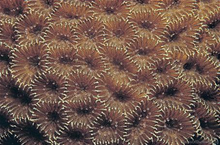 CotW: Goniastrea retiformis
