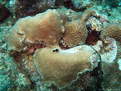 CotW: Goniastrea retiformis