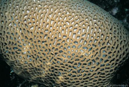 CotW: Goniastrea thecata