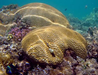 CotW: Goniastrea thecata