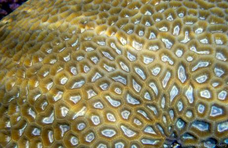CotW: Goniastrea thecata