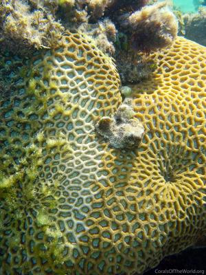 CotW: Goniastrea thecata