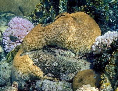 CotW: Goniastrea thecata