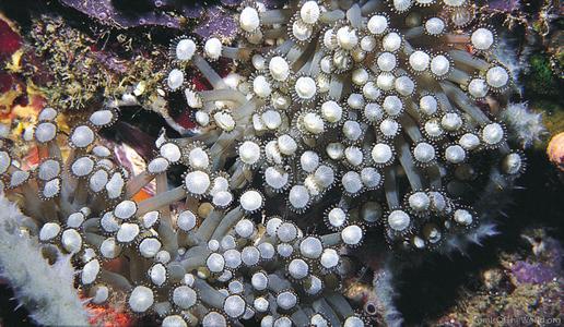 Goniopora albiconus