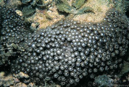 CotW preview: Goniopora albiconus