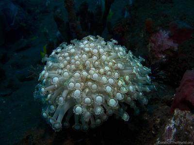 CotW: Goniopora albiconus