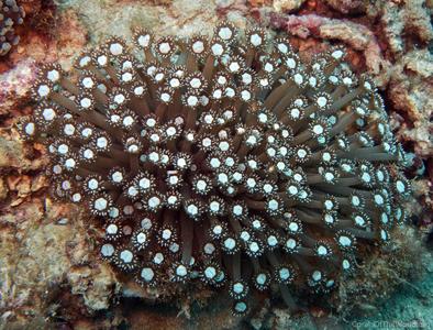 CotW: Goniopora albiconus