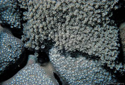 CotW preview: Goniopora burgosi