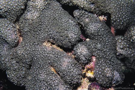 CotW: Goniopora burgosi