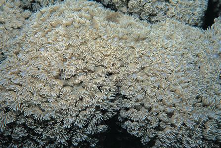 CotW: Goniopora burgosi