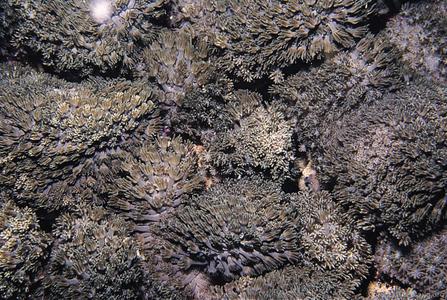 CotW: Goniopora burgosi