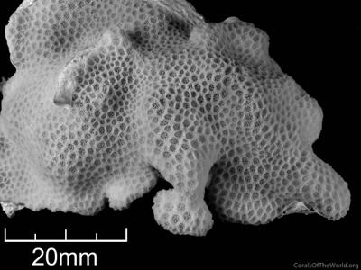 CotW: Goniopora burgosi