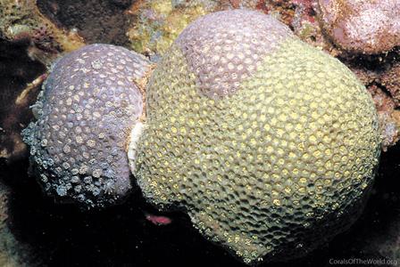 Goniopora cellulosa
