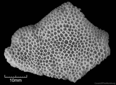 CotW preview: Goniopora cellulosa