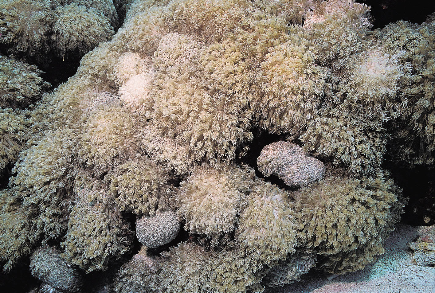 Goniopora ciliatus