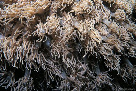 CotW: Goniopora ciliatus