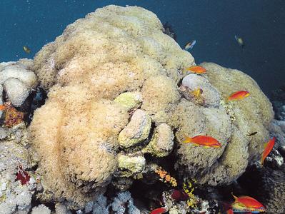 CotW: Goniopora ciliatus