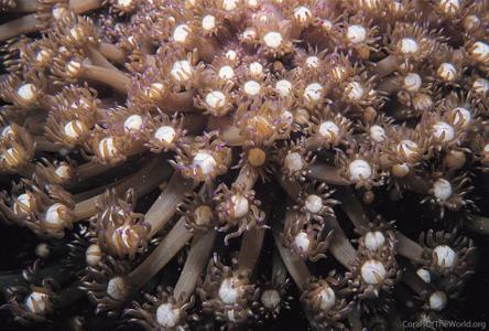 CotW: Goniopora columna