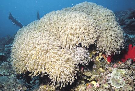 CotW: Goniopora columna