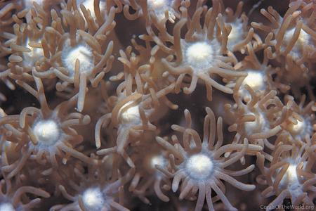 CotW: Goniopora columna