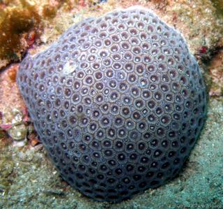 CotW: Goniopora columna