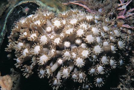 CotW: Goniopora columna