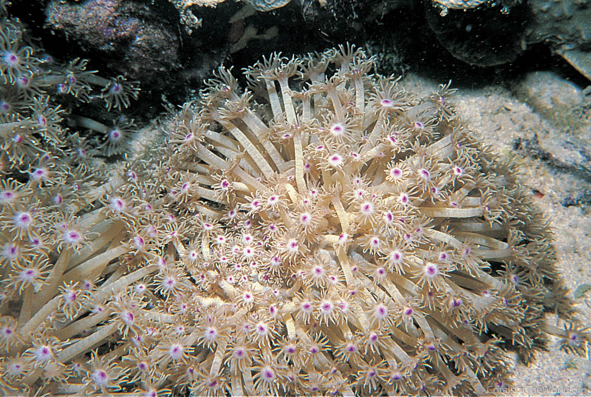 Goniopora djiboutiensis
