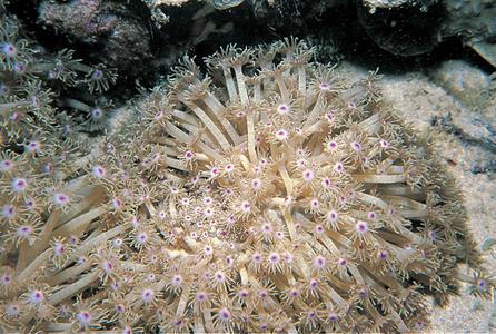 CotW: Goniopora djiboutiensis