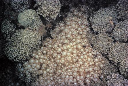 CotW: Goniopora djiboutiensis