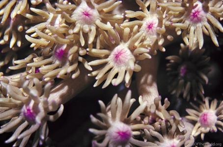 CotW: Goniopora djiboutiensis