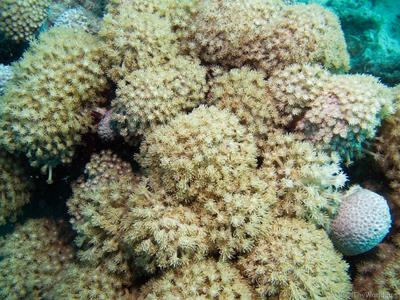 CotW: Goniopora eclipsensis