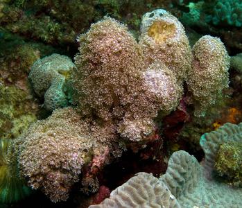 CotW: Goniopora eclipsensis