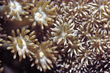 CotW: Goniopora eclipsensis